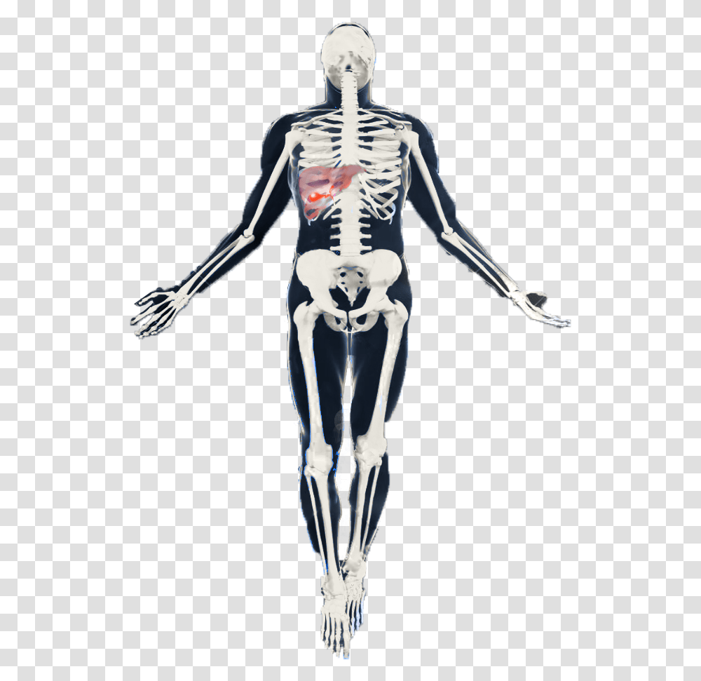 Skeleton Cartoons Skeleton, Person, Human Transparent Png