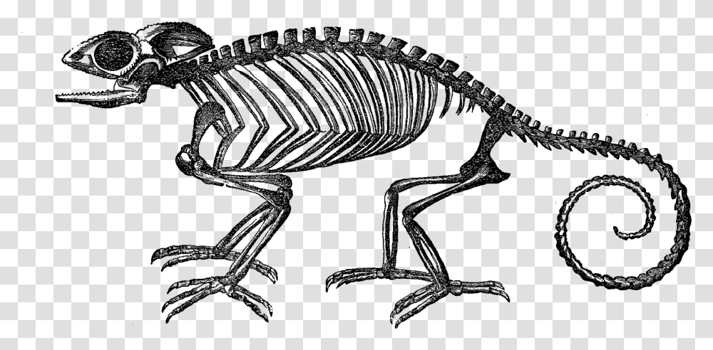 Skeleton Chameleon Skeleton, Outer Space, Astronomy, Outdoors, Nature Transparent Png