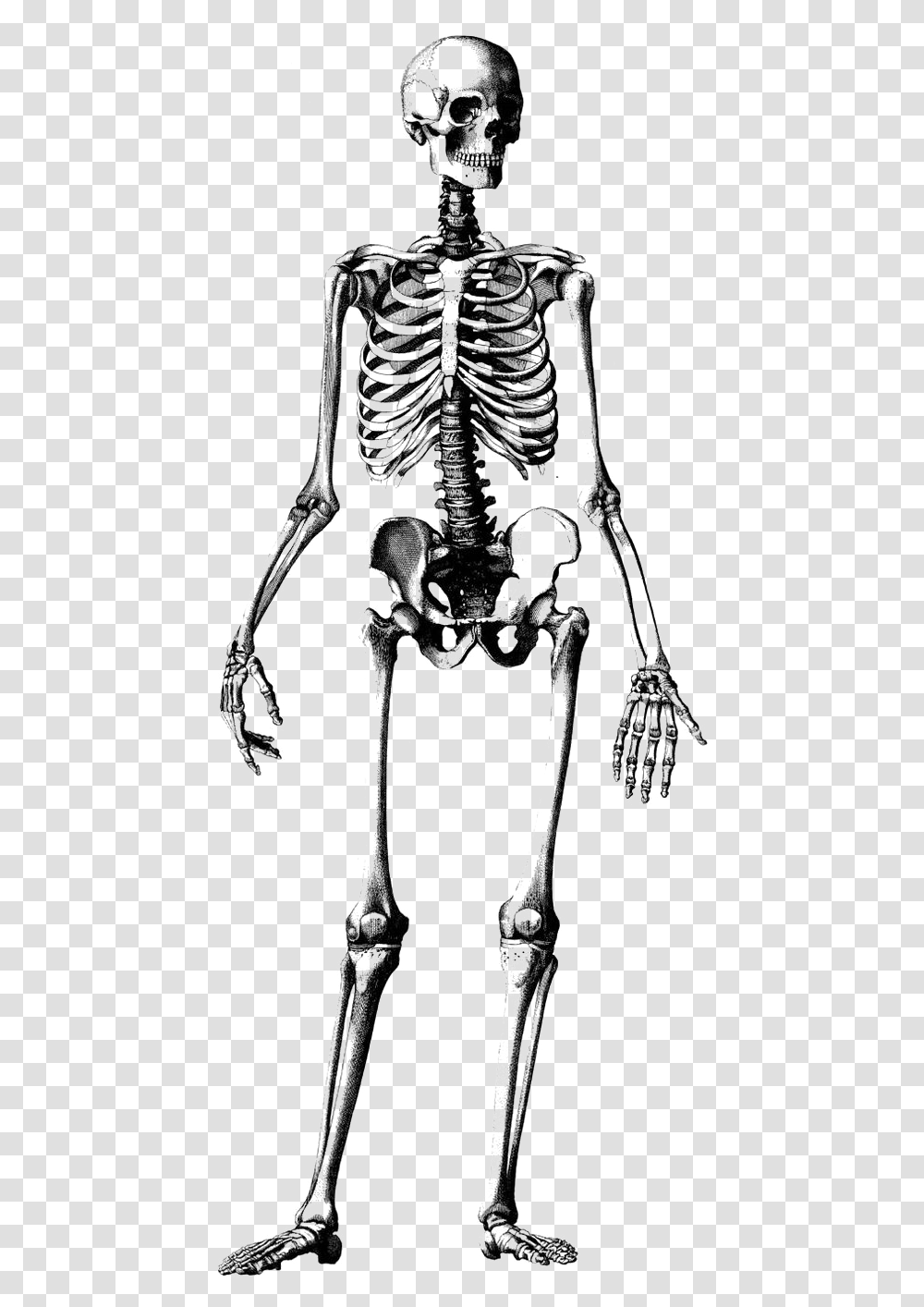 Skeleton Clipart Anatomy Human Skeleton Drawing Transparent Png