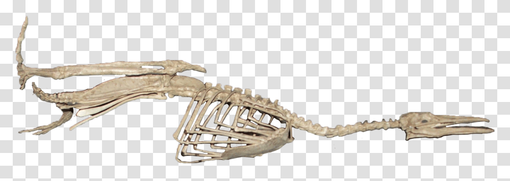 Skeleton, Apparel, Animal, Dinosaur Transparent Png