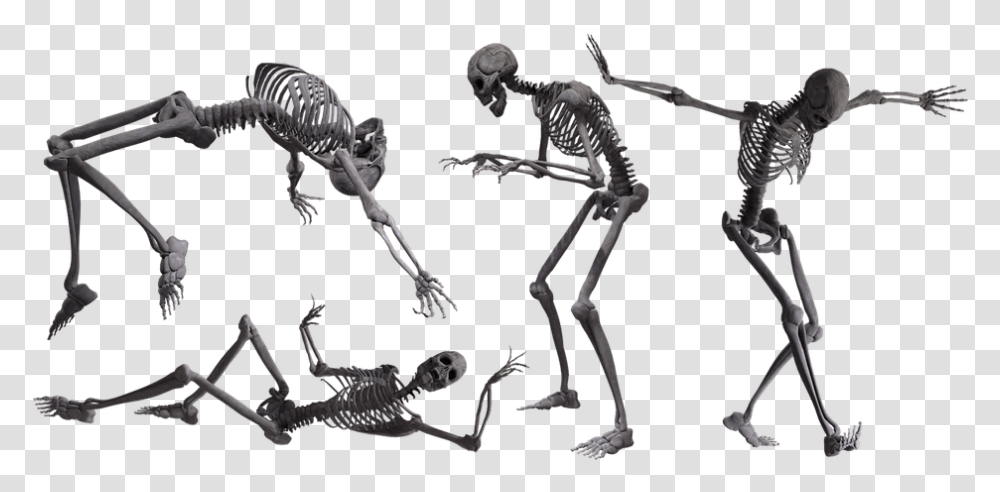 Skeleton Crawling Transparent Png