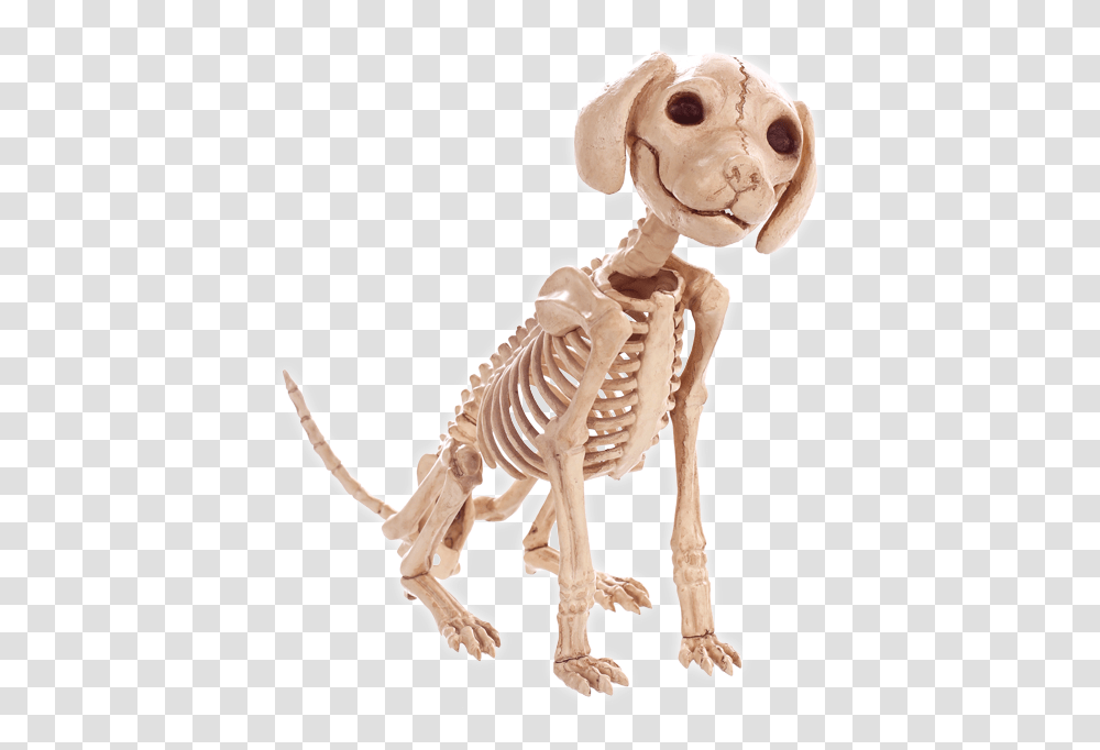 Skeleton Dog, Dinosaur, Reptile, Animal Transparent Png