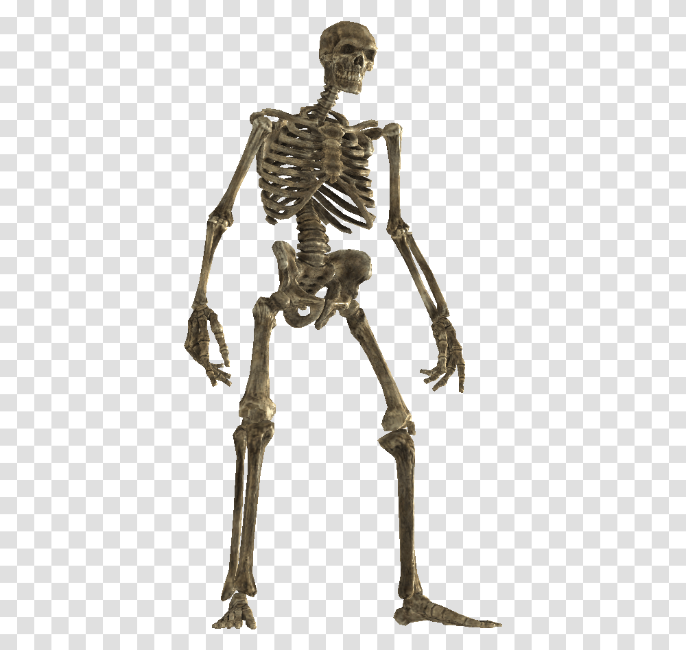 Skeleton Download Skyrim Dragon Skeleton Transparent Png