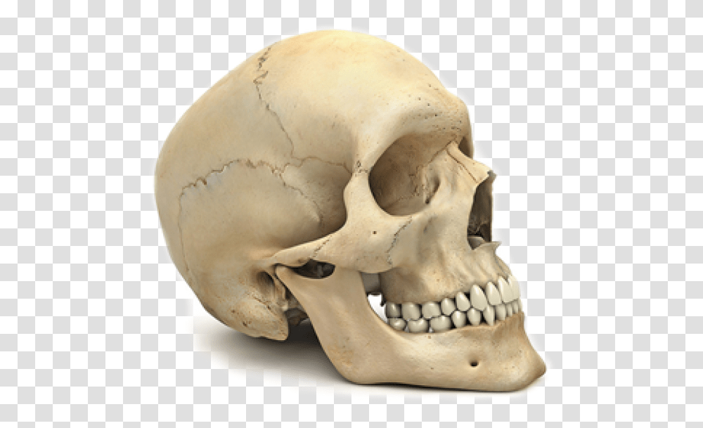 Skeleton Free Download Human Skull No Background, Jaw, Helmet, Apparel Transparent Png