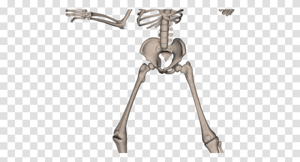 Skeleton Free Image, Bow, Person, Human Transparent Png