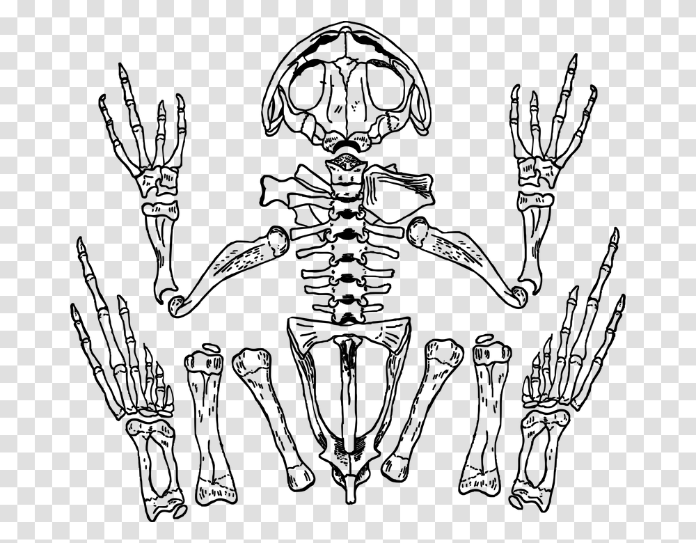 Skeleton Frog Bones Skull Anatomy Biology Frog Skeleton, Gray, World Of Warcraft Transparent Png