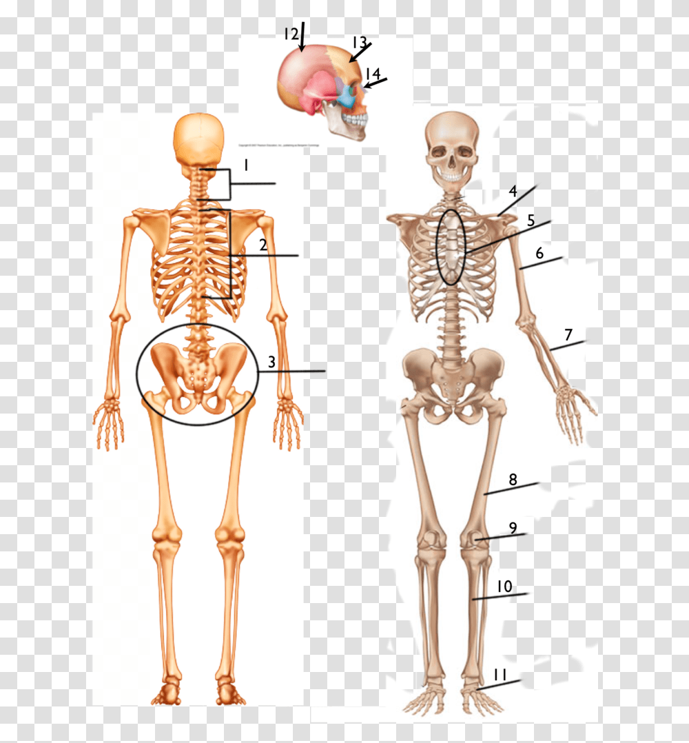 Skeleton Front View, Person, Human Transparent Png