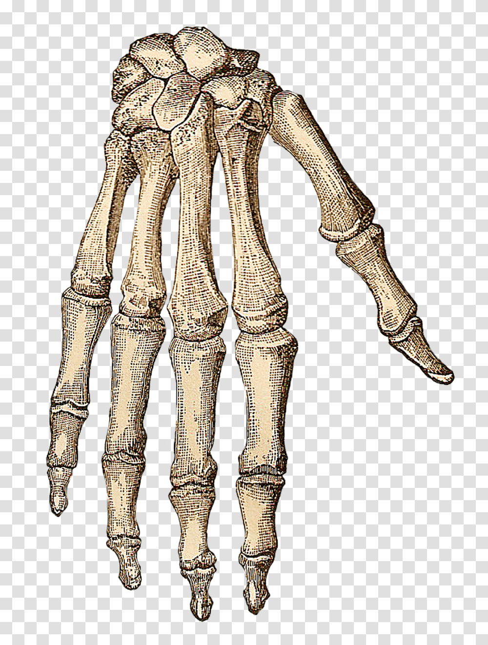 Skeleton Hand, Drawing, Person, Human Transparent Png