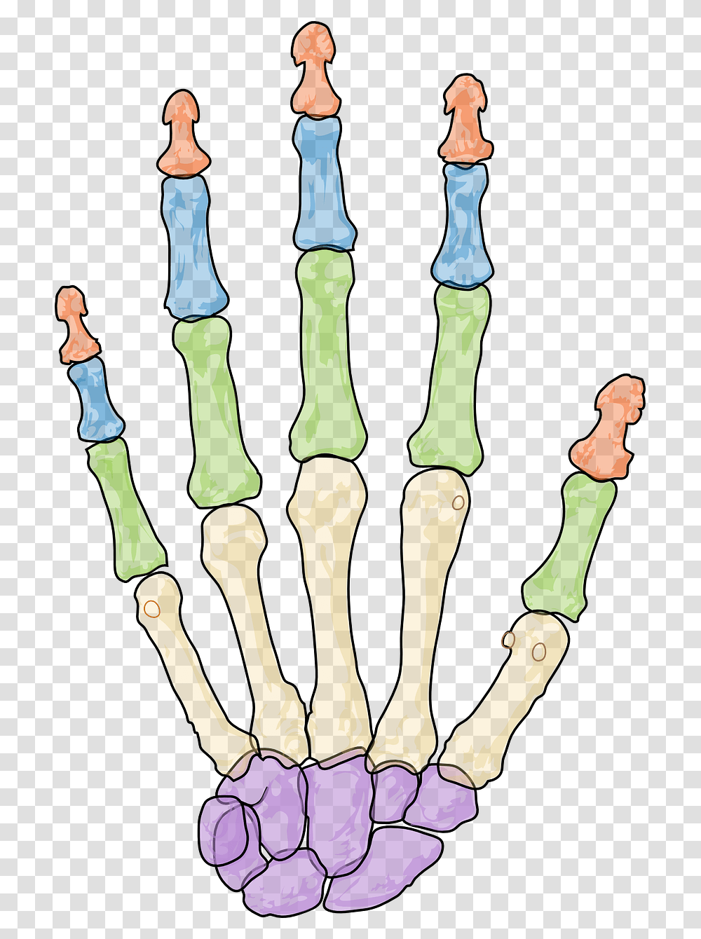 Skeleton Hand, Tool, Brush, Toothbrush, Chess Transparent Png