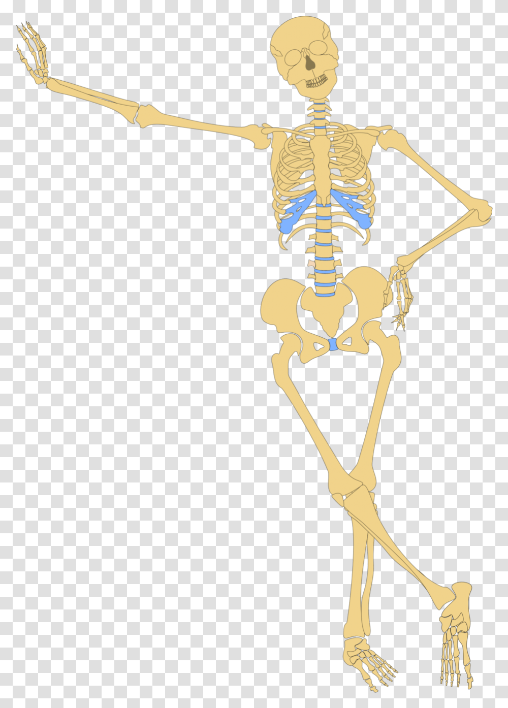 Skeleton Hands On Hips Transparent Png