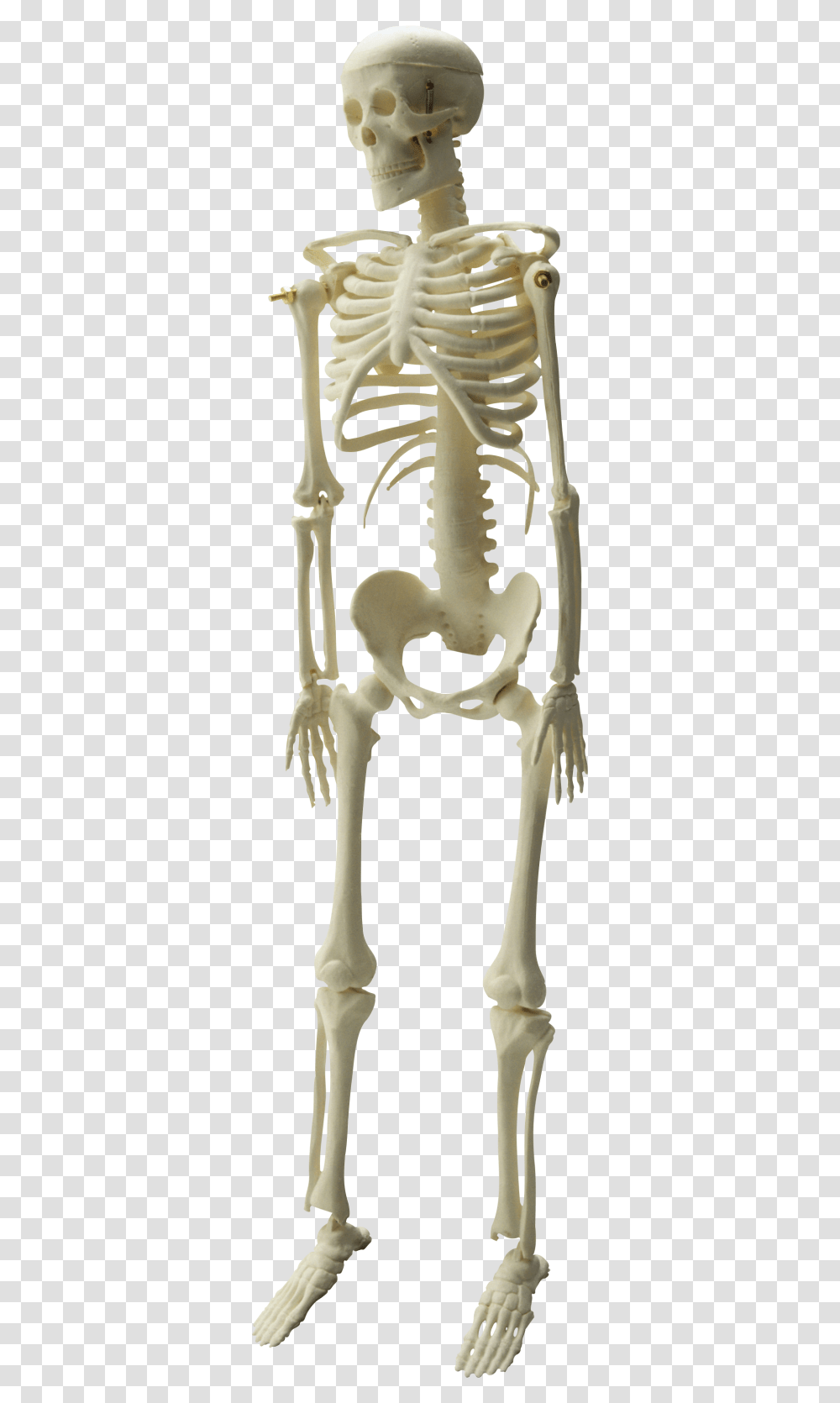 Skeleton Hd Photo Images Kankal Transparent Png