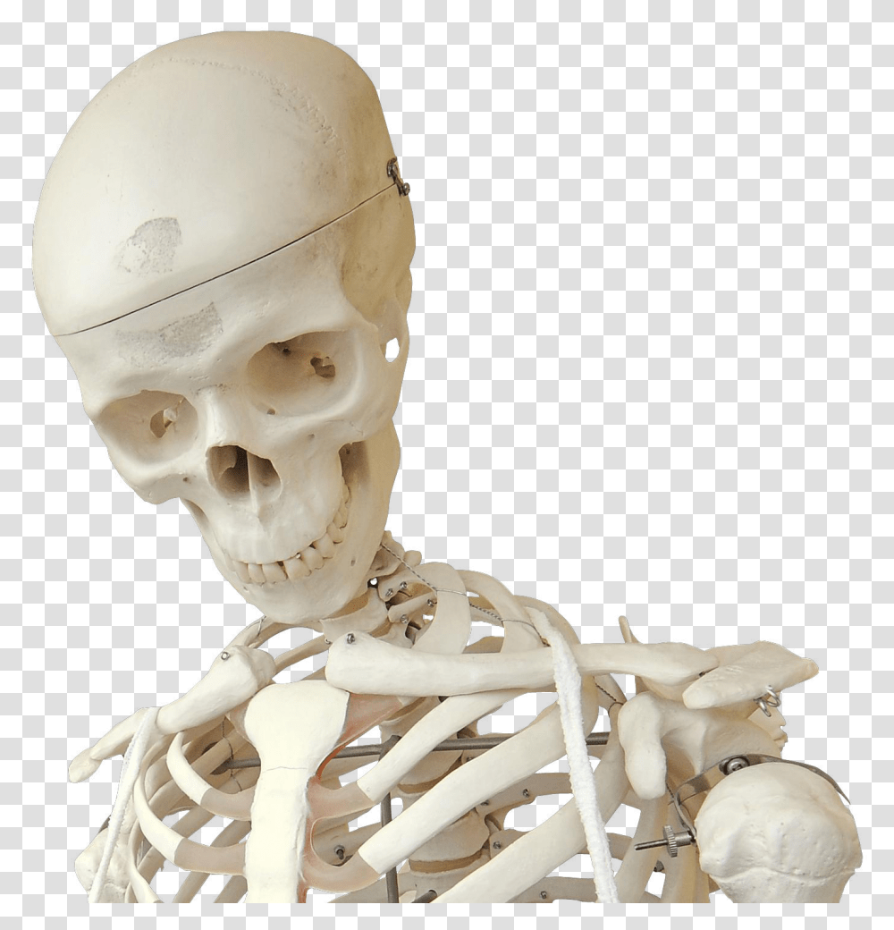 Skeleton, Helmet, Apparel, Jaw Transparent Png