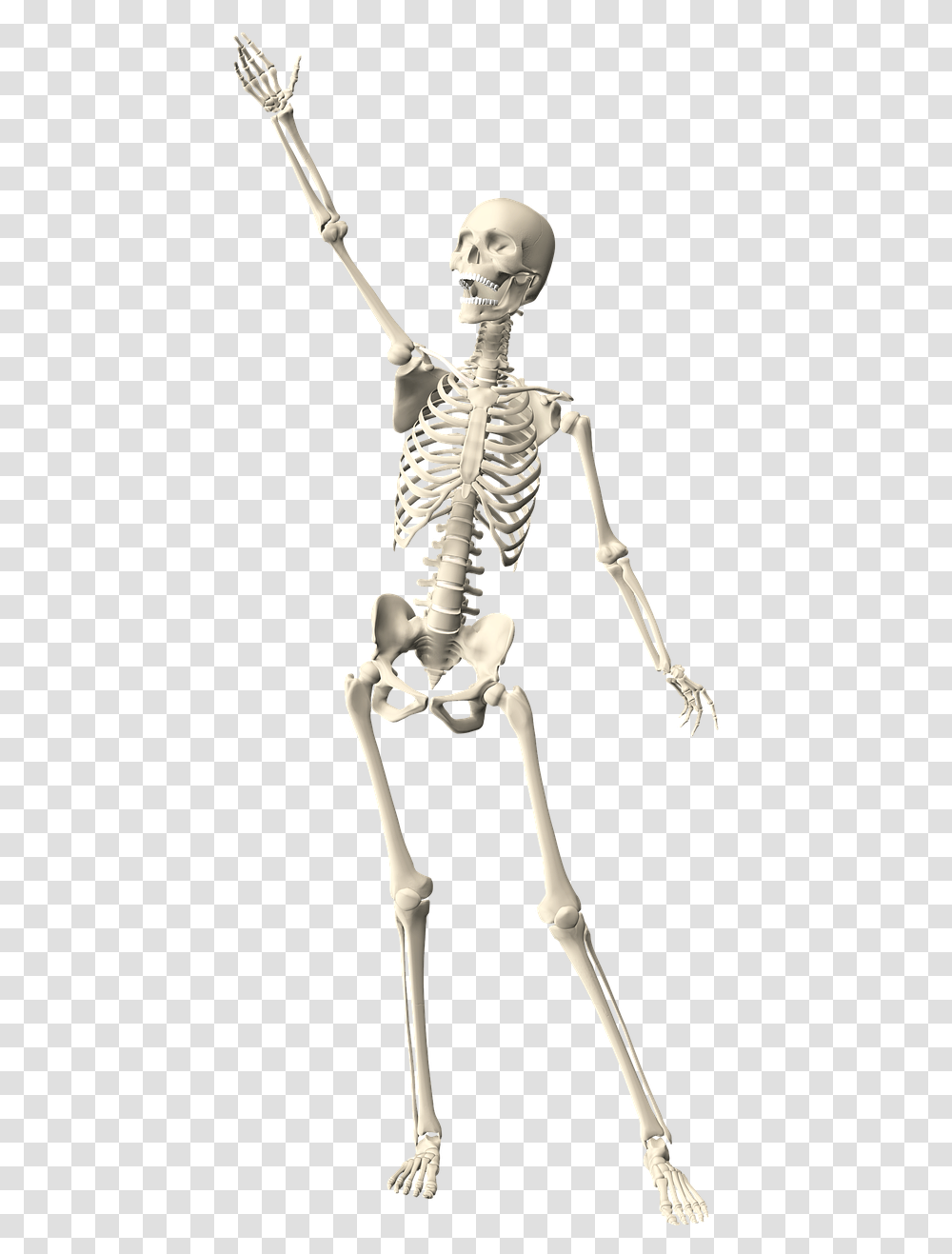 Skeleton Human Anatomy Free Photo Skeleton Arms Up, Bow Transparent Png