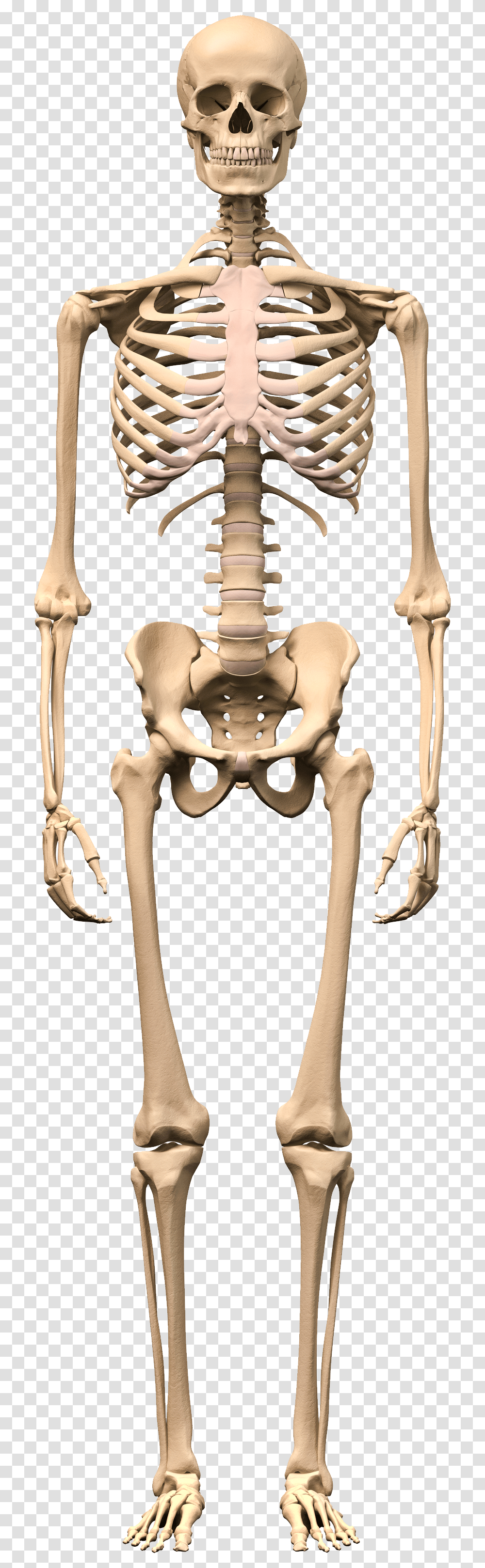 Skeleton Human Skeleton Images Hd, Hip Transparent Png