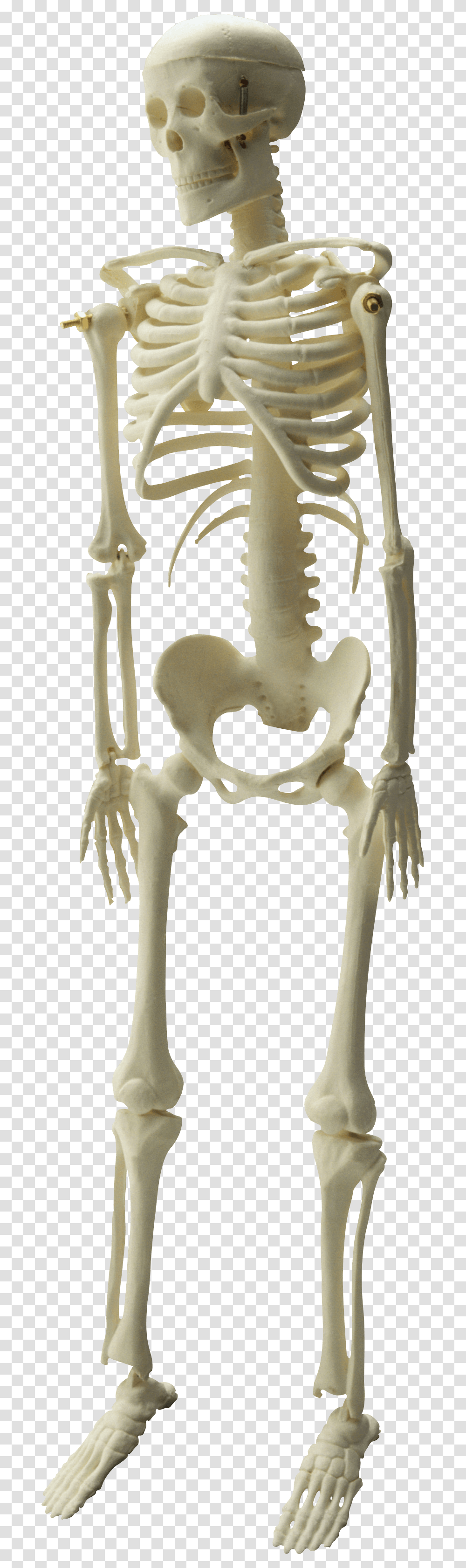 Skeleton Image, Fantasy, Hip Transparent Png