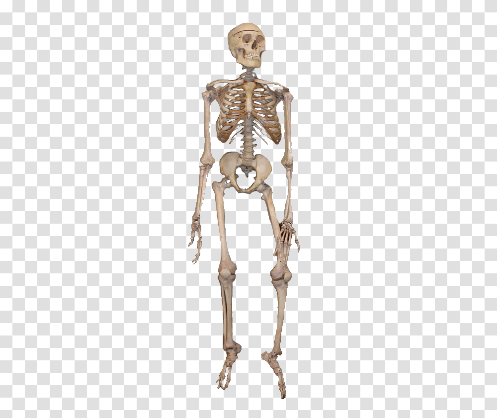 Skeleton Image, Fantasy Transparent Png