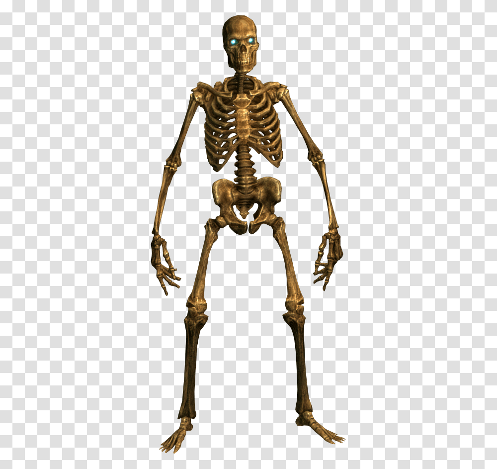 Skeleton Images Images Transparent Png