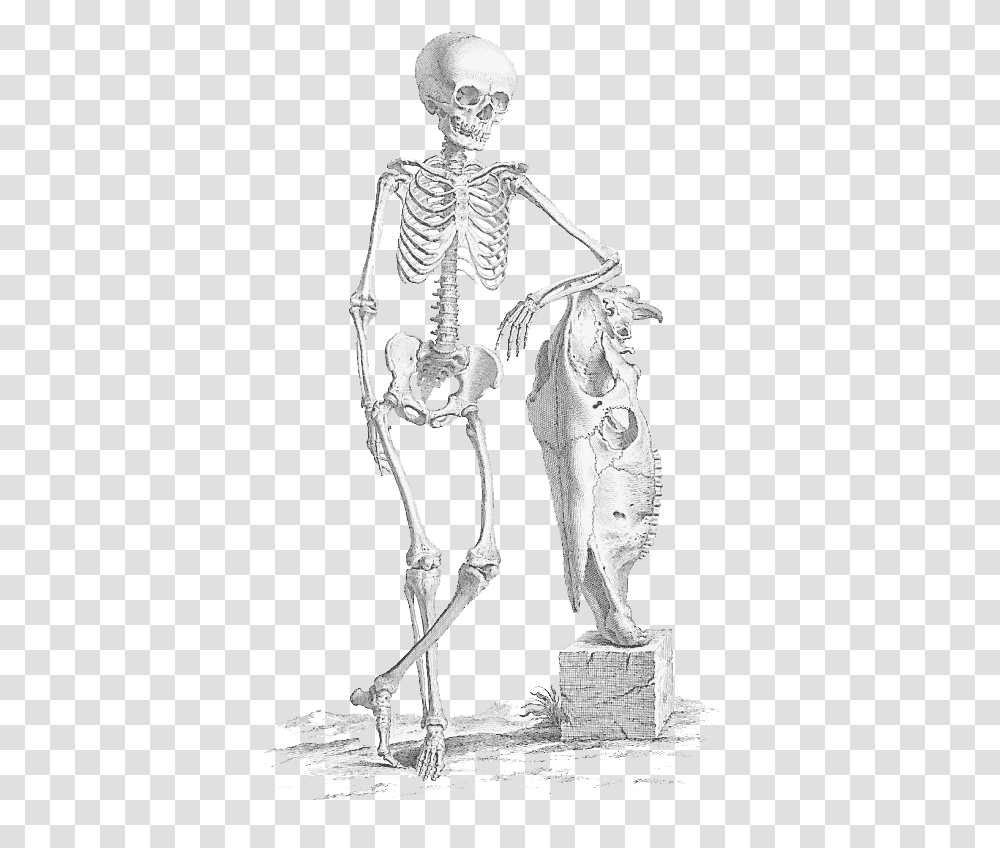 Skeleton Leaning, Person, Human Transparent Png