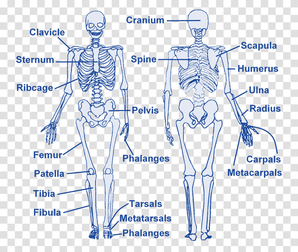 Skeleton Level, Person, Human Transparent Png