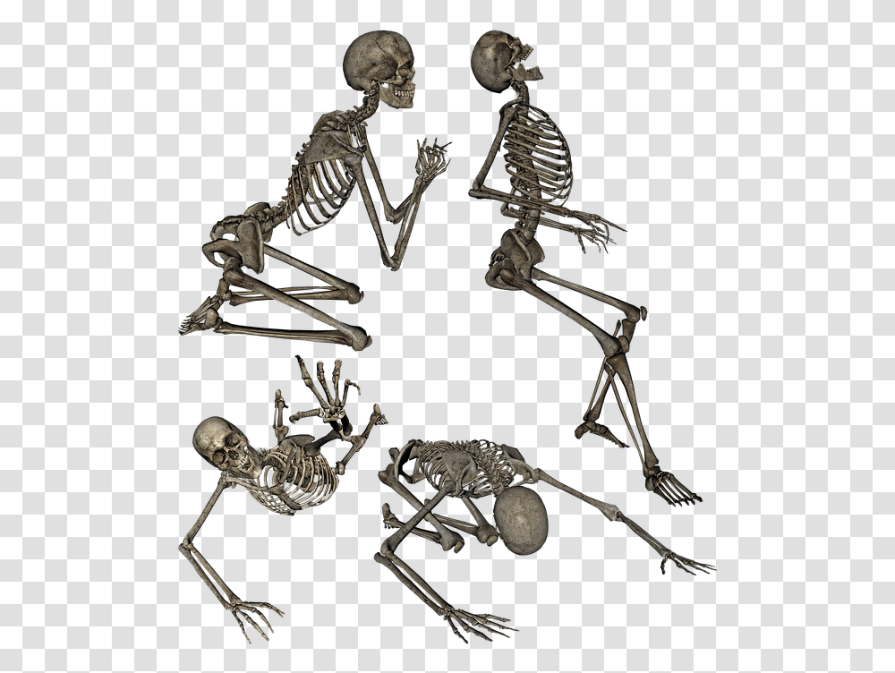 Skeleton Meme, Spider, Invertebrate, Animal, Arachnid Transparent Png