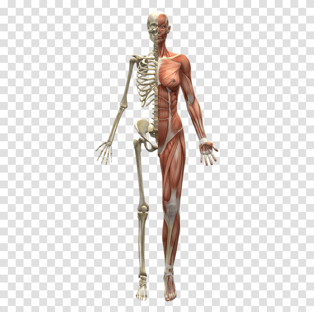 Skeleton Muscles, Person, Human Transparent Png