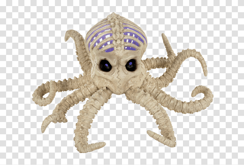 Skeleton Of A Octopus, Sea Life, Animal, Invertebrate Transparent Png