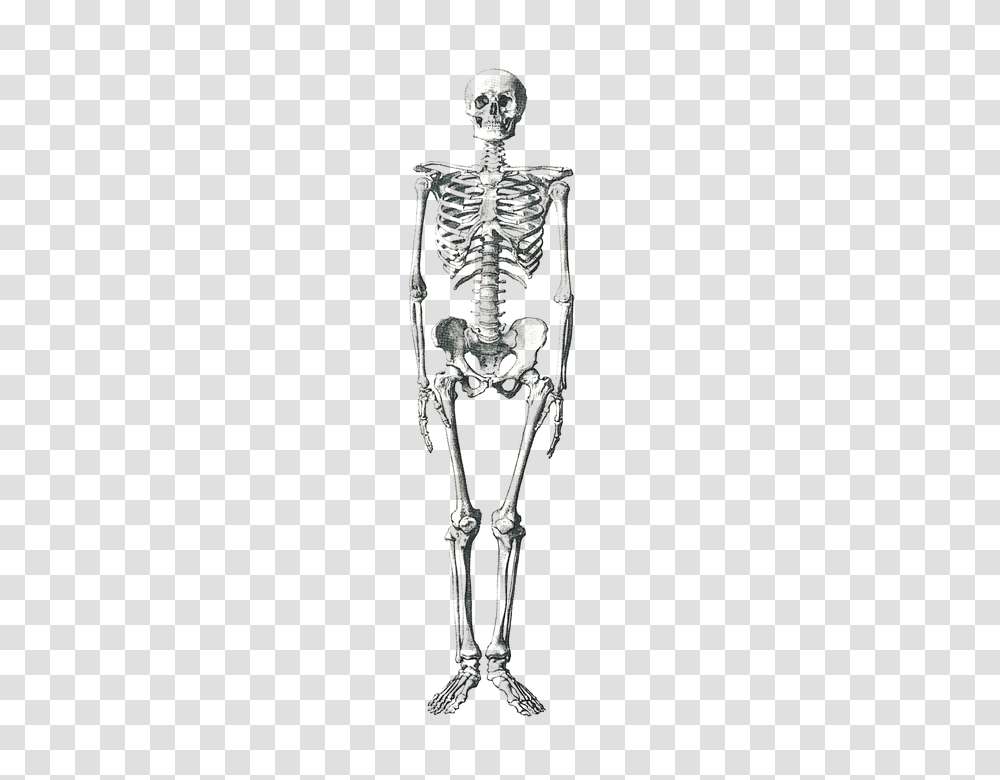 Skeleton, Person, Alien Transparent Png