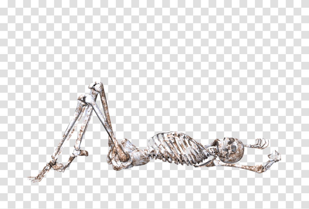 Skeleton, Person, Animal, Bronze Transparent Png