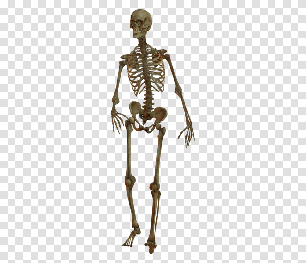 Skeleton, Person, Animal, Dinosaur, Reptile Transparent Png