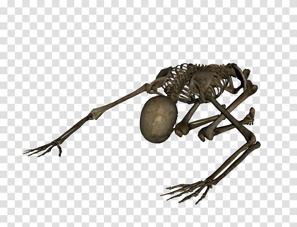 Skeleton, Person, Animal, Invertebrate, Insect Transparent Png
