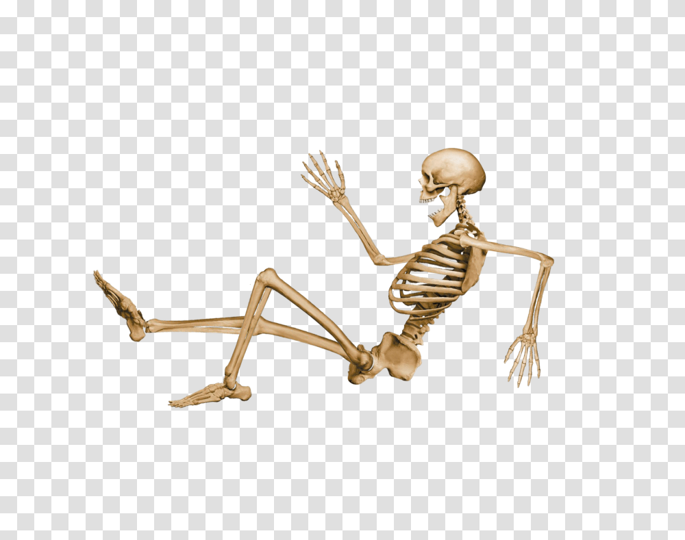 Skeleton, Person, Animal Transparent Png