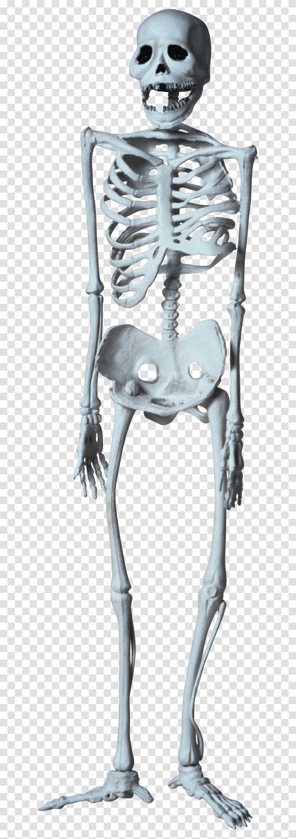 Skeleton, Person, Bow, Hip Transparent Png
