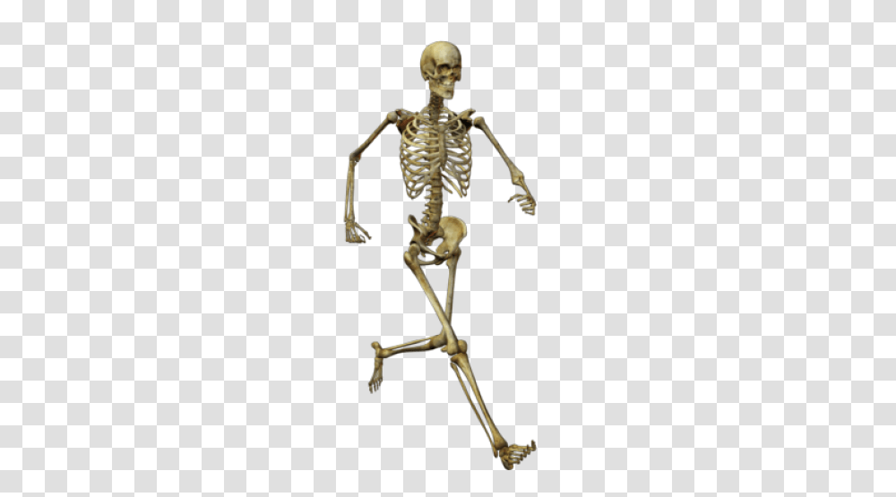 Skeleton, Person, Bow, Human Transparent Png