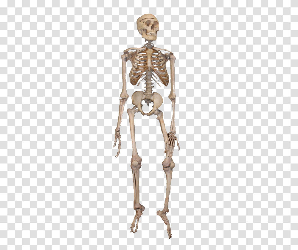 Skeleton, Person, Bow Transparent Png