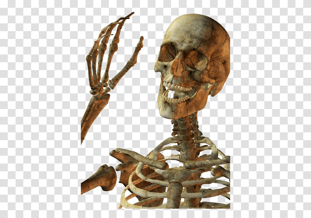 Skeleton, Person, Fossil Transparent Png