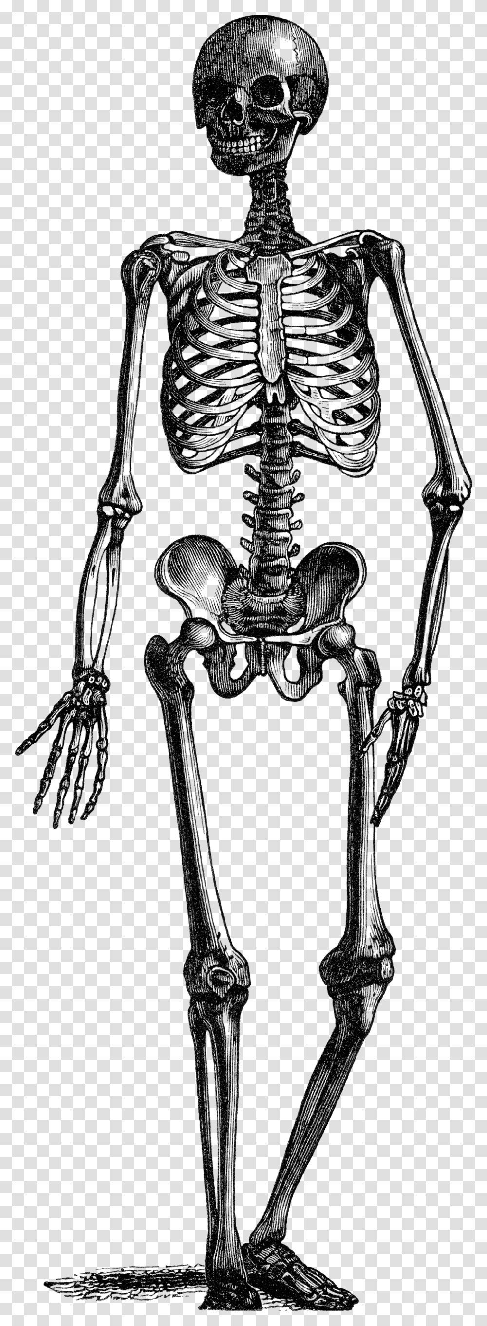 Skeleton, Person, Gray, World Of Warcraft Transparent Png