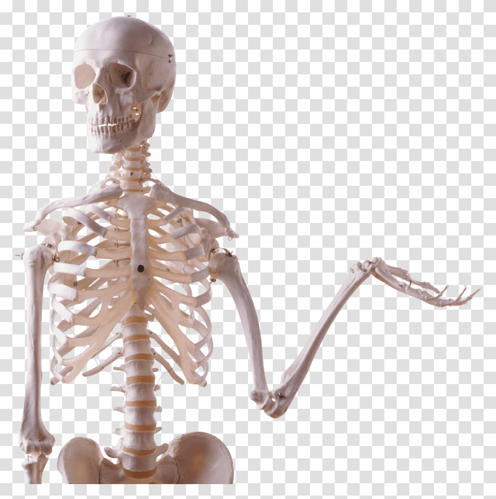 Skeleton, Person, Helmet, Apparel Transparent Png