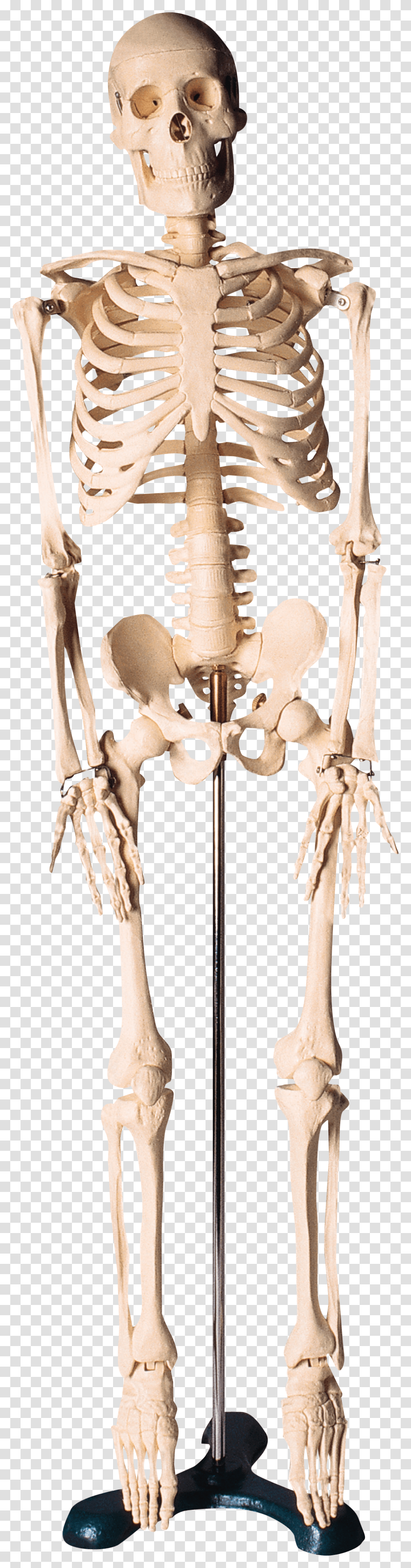 Skeleton, Person, Hip Transparent Png