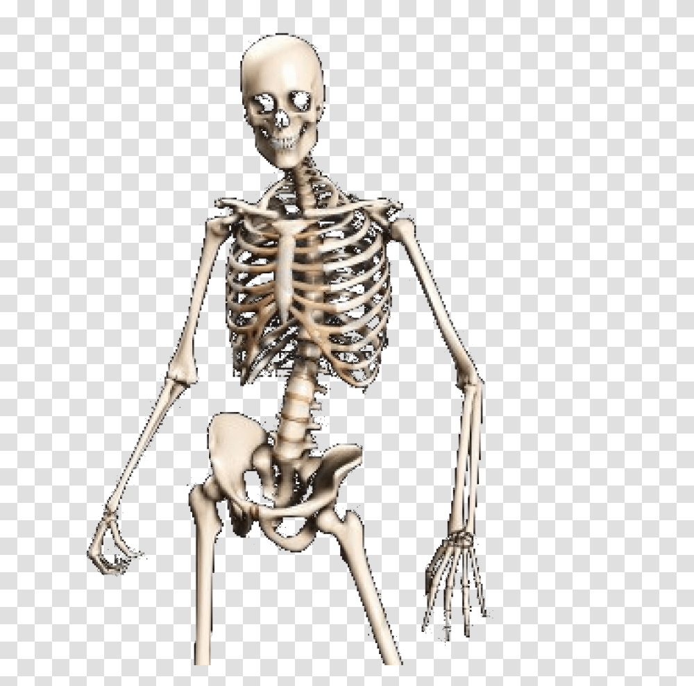 Skeleton, Person, Human, Bow Transparent Png