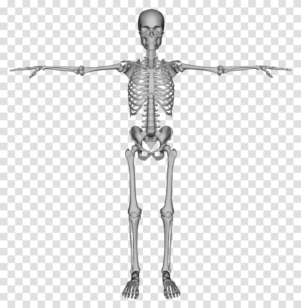 Skeleton, Person, Human, Cross Transparent Png