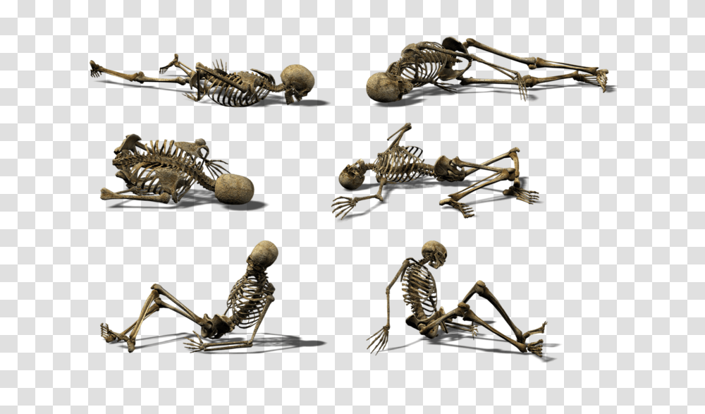 Skeleton, Person, Human, Fossil, Soil Transparent Png