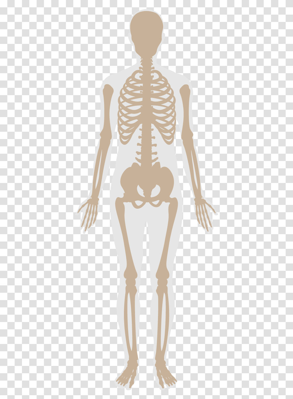 Skeleton, Person, Human, Mammal, Animal Transparent Png