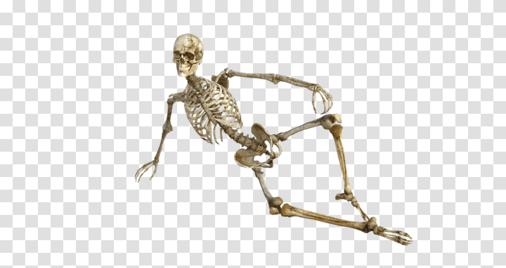 Skeleton, Person, Human, Spider, Invertebrate Transparent Png