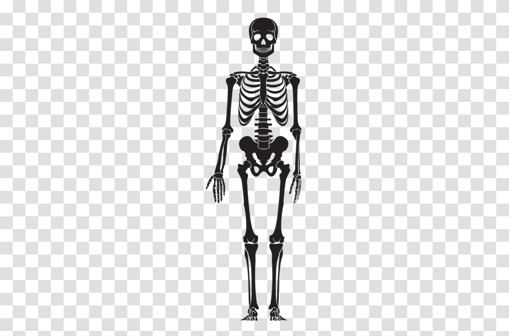 Skeleton, Person, Human, Stencil Transparent Png