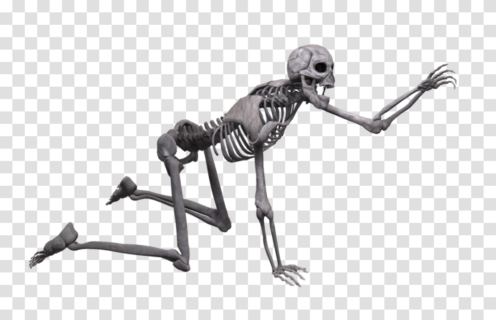 Skeleton, Person, Human Transparent Png