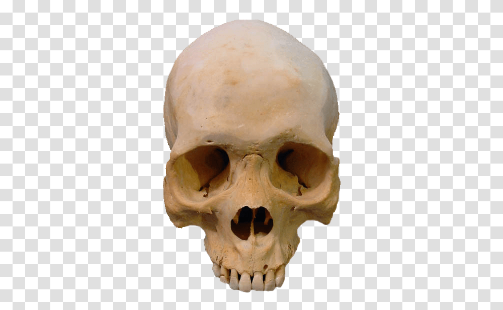 Skeleton, Person, Jaw, Head, Egg Transparent Png