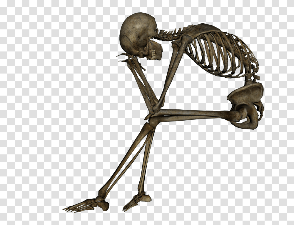 Skeleton, Person, Spider, Invertebrate, Animal Transparent Png