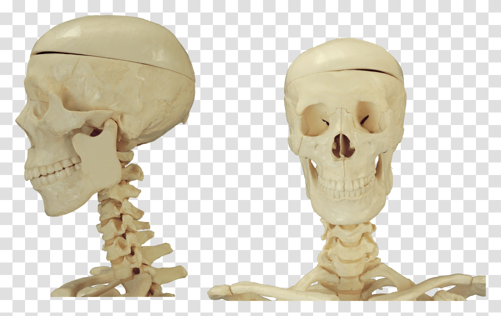 Skeleton, Person Transparent Png