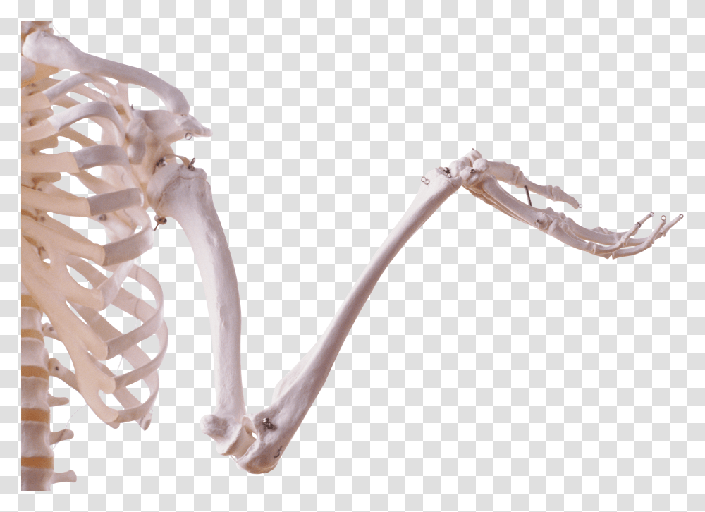 Skeleton, Person Transparent Png