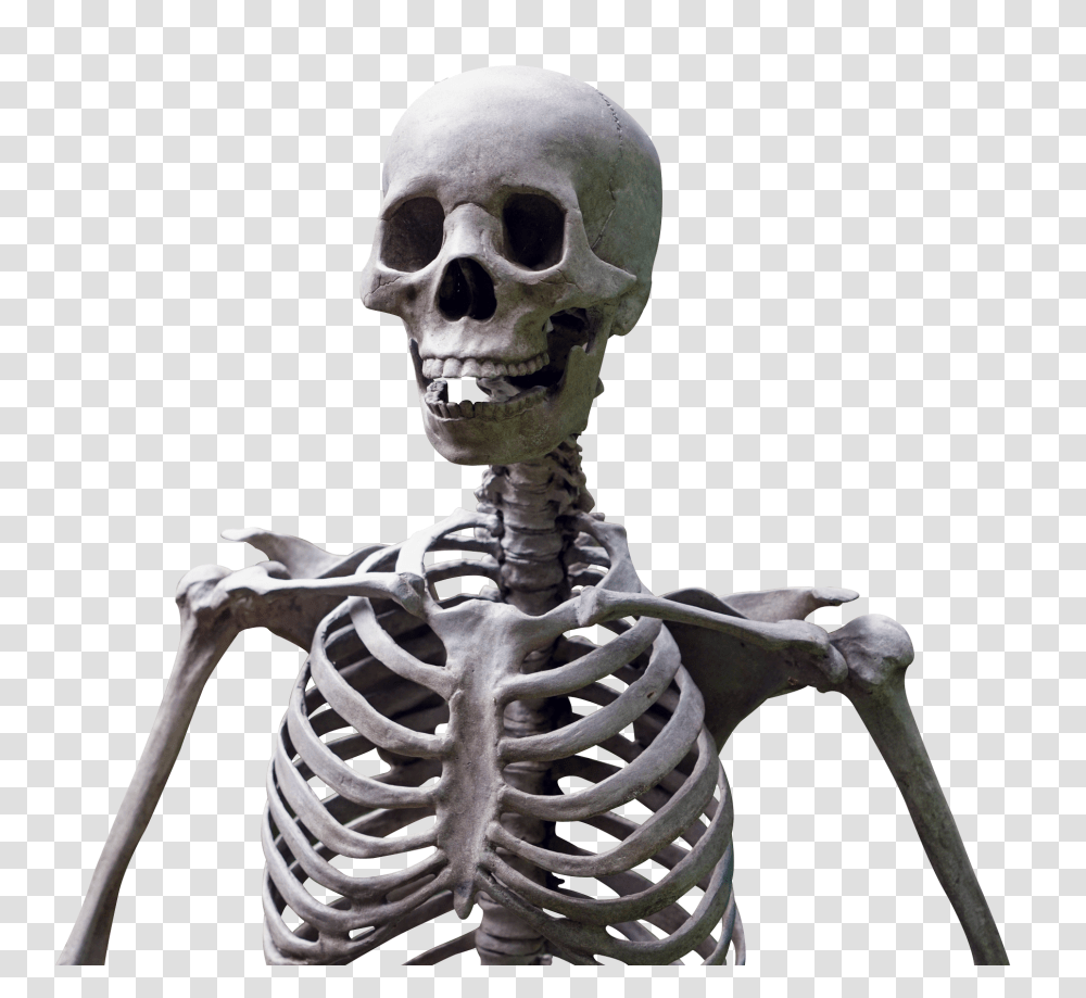 Skeleton, Person Transparent Png